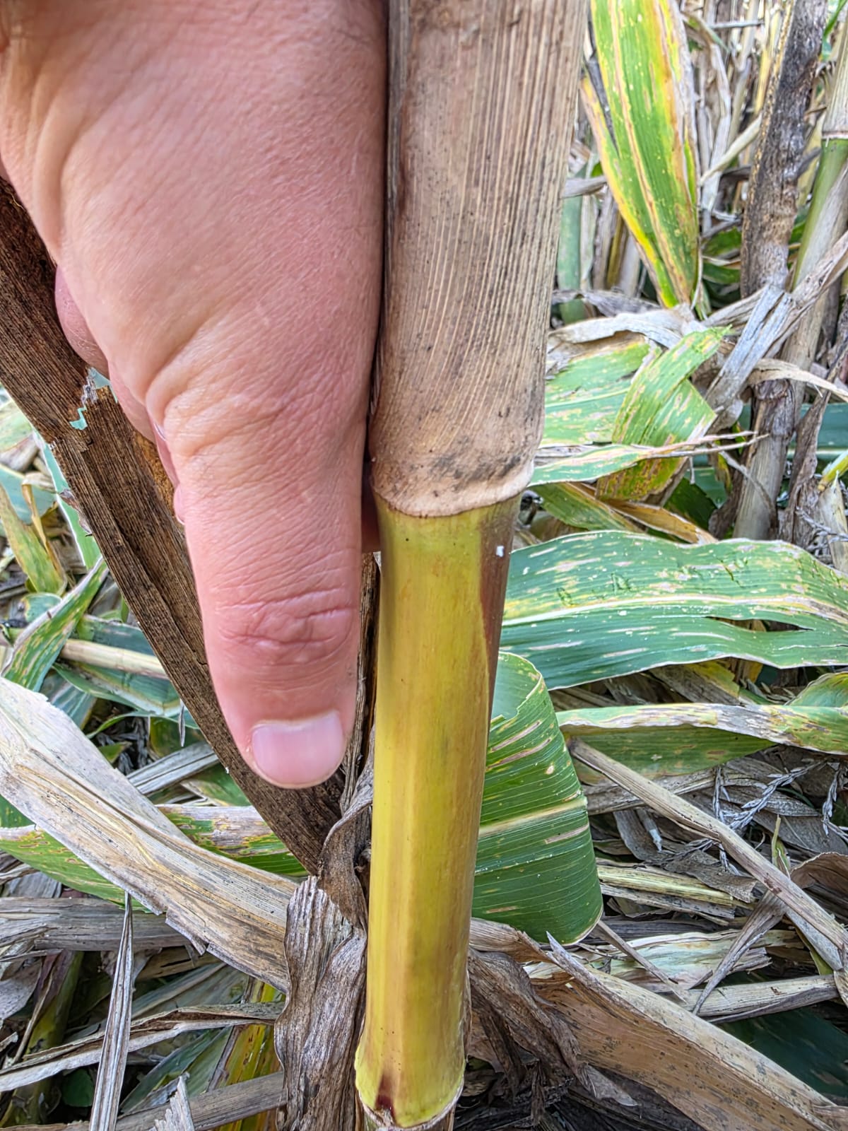 a89524b2-4f34-4bb4-ae82-c058689d687f.jfif