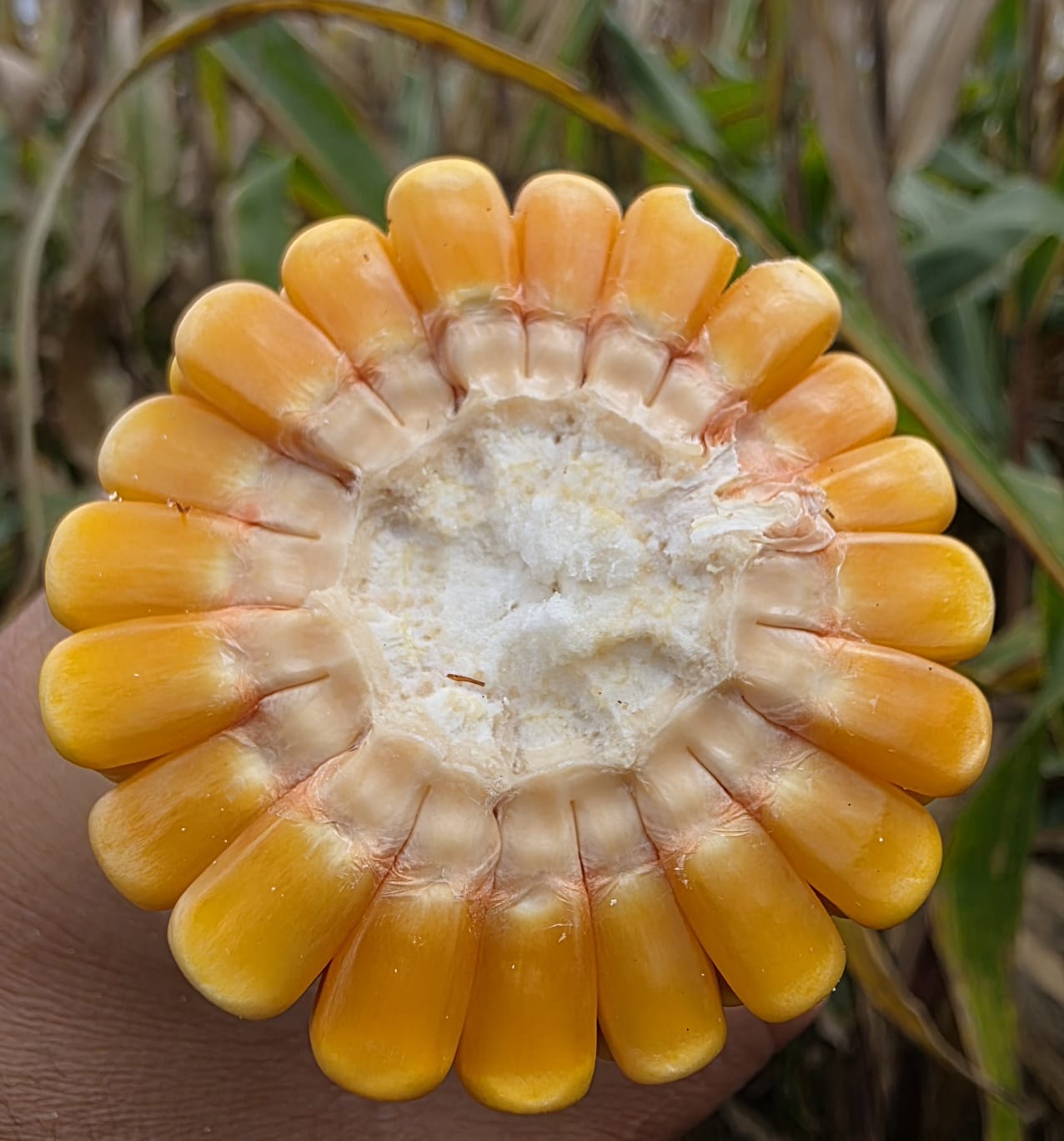 5cc166be-3146-49b8-a453-f92ec2baa8b4.jfif